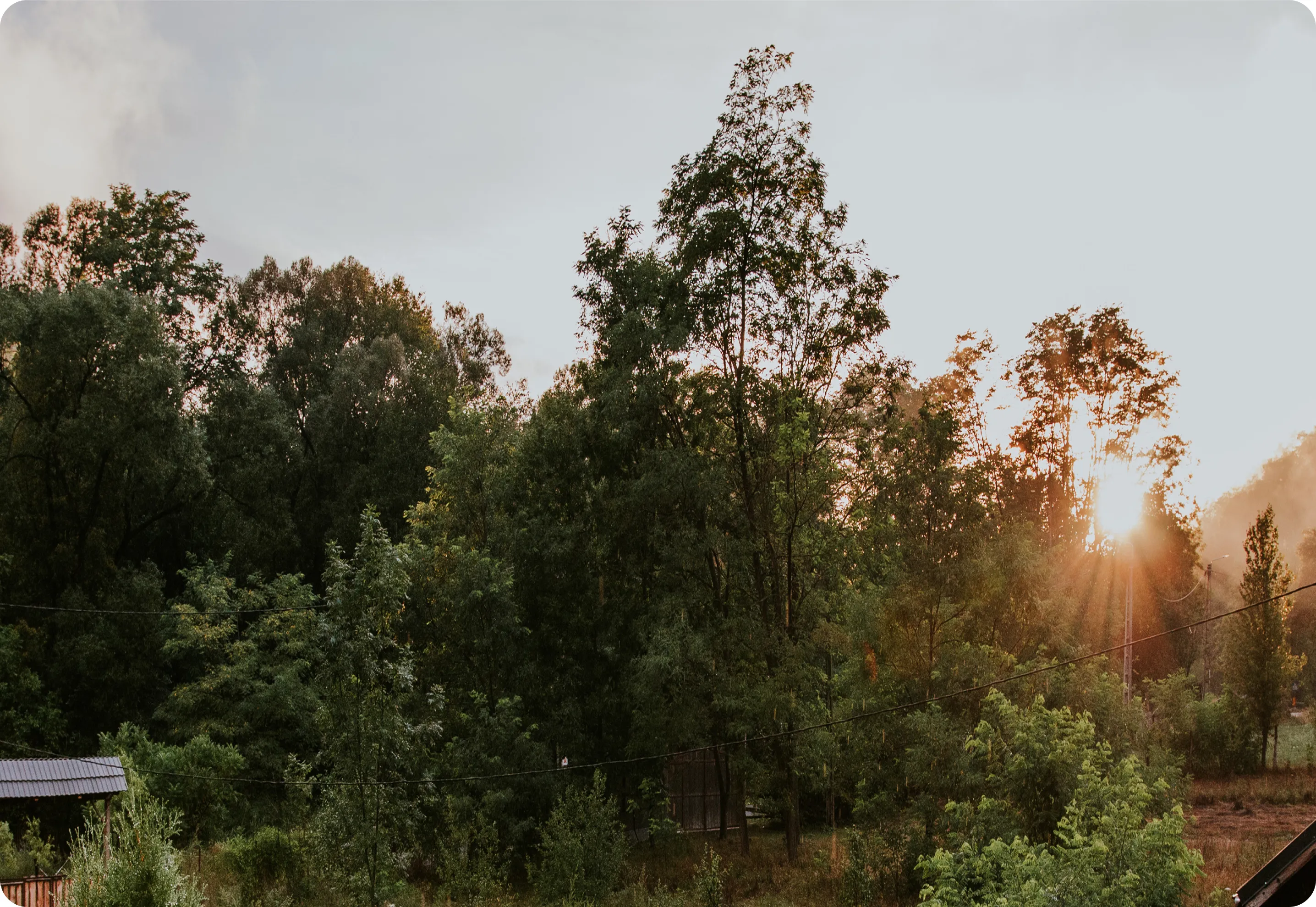 WildCalm forest landscape